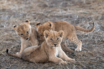 In the heart of Khwai, Botswana, a lion cub plays gently with its mother in 2025 – a touching moment of affection, playfulness, and the wild bonds of Africa - Animal of africa