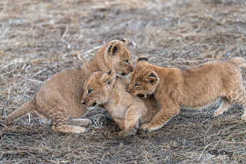 In the heart of Khwai, Botswana, a lion cub plays gently with its mother in 2025 – a touching moment of affection, playfulness, and the wild bonds of Africa - Animal of africa