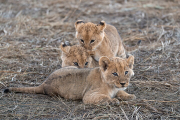 In the heart of Khwai, Botswana, a lion cub plays gently with its mother in 2025 – a touching moment of affection, playfulness, and the wild bonds of Africa - Animal of africa