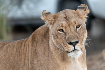 In the heart of Khwai, Botswana, a lion cub plays gently with its mother in 2025 – a touching moment of affection, playfulness, and the wild bonds of Africa - Animal of africa