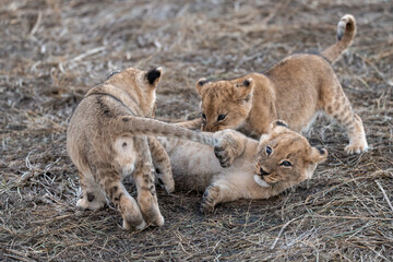 In the heart of Khwai, Botswana, a lion cub plays gently with its mother in 2025 – a touching moment of affection, playfulness, and the wild bonds of Africa - Animal of africa