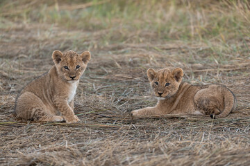 In the heart of Khwai, Botswana, a lion cub plays gently with its mother in 2025 – a touching moment of affection, playfulness, and the wild bonds of Africa - Animal of africa