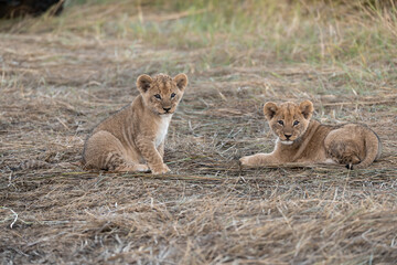 In the heart of Khwai, Botswana, a lion cub plays gently with its mother in 2025 – a touching moment of affection, playfulness, and the wild bonds of Africa - Animal of africa