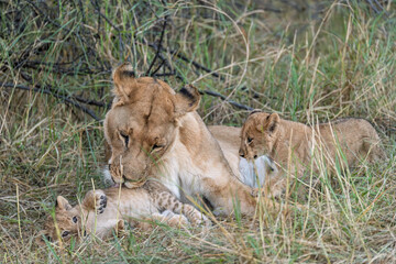 In the heart of Khwai, Botswana, a lion cub plays gently with its mother in 2025 – a touching moment of affection, playfulness, and the wild bonds of Africa - Animal of africa