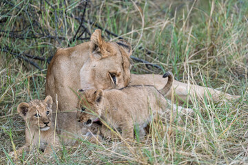 In the heart of Khwai, Botswana, a lion cub plays gently with its mother in 2025 – a touching moment of affection, playfulness, and the wild bonds of Africa - Animal of africa