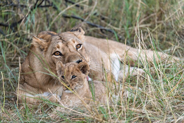 In the heart of Khwai, Botswana, a lion cub plays gently with its mother in 2025 – a touching moment of affection, playfulness, and the wild bonds of Africa - Animal of africa