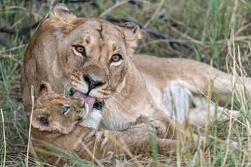 In the heart of Khwai, Botswana, a lion cub plays gently with its mother in 2025 – a touching moment of affection, playfulness, and the wild bonds of Africa - Animal of africa