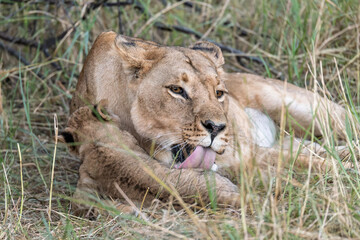 In the heart of Khwai, Botswana, a lion cub plays gently with its mother in 2025 – a touching moment of affection, playfulness, and the wild bonds of Africa - Animal of africa