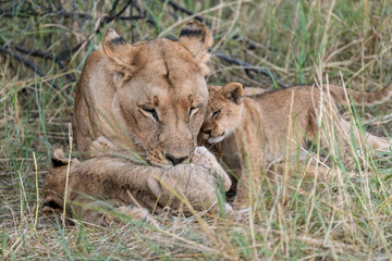 In the heart of Khwai, Botswana, a lion cub plays gently with its mother in 2025 – a touching moment of affection, playfulness, and the wild bonds of Africa - Animal of africa