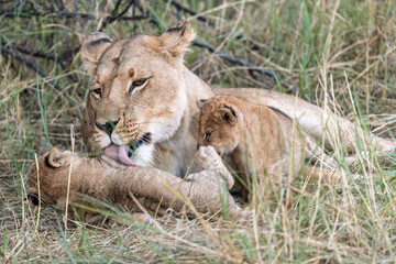In the heart of Khwai, Botswana, a lion cub plays gently with its mother in 2025 – a touching moment of affection, playfulness, and the wild bonds of Africa - Animal of africa