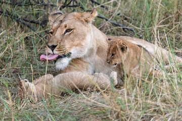 In the heart of Khwai, Botswana, a lion cub plays gently with its mother in 2025 – a touching moment of affection, playfulness, and the wild bonds of Africa - Animal of africa