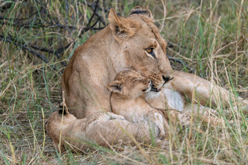 In the heart of Khwai, Botswana, a lion cub plays gently with its mother in 2025 – a touching moment of affection, playfulness, and the wild bonds of Africa - Animal of africa