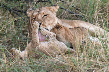 In the heart of Khwai, Botswana, a lion cub plays gently with its mother in 2025 – a touching moment of affection, playfulness, and the wild bonds of Africa - Animal of africa