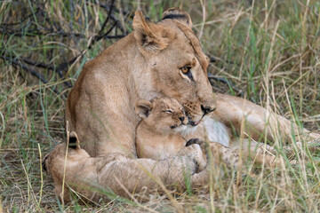 In the heart of Khwai, Botswana, a lion cub plays gently with its mother in 2025 – a touching moment of affection, playfulness, and the wild bonds of Africa - Animal of africa