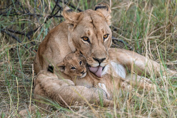 In the heart of Khwai, Botswana, a lion cub plays gently with its mother in 2025 – a touching moment of affection, playfulness, and the wild bonds of Africa - Animal of africa