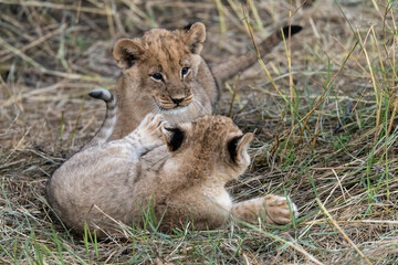 In the heart of Khwai, Botswana, a lion cub plays gently with its mother in 2025 – a touching moment of affection, playfulness, and the wild bonds of Africa - Animal of africa