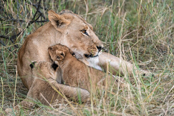 In the heart of Khwai, Botswana, a lion cub plays gently with its mother in 2025 – a touching moment of affection, playfulness, and the wild bonds of Africa - Animal of africa