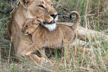 In the heart of Khwai, Botswana, a lion cub plays gently with its mother in 2025 – a touching moment of affection, playfulness, and the wild bonds of Africa - Animal of africa