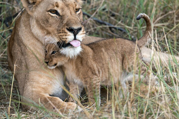 In the heart of Khwai, Botswana, a lion cub plays gently with its mother in 2025 – a touching moment of affection, playfulness, and the wild bonds of Africa - Animal of africa