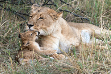 In the heart of Khwai, Botswana, a lion cub plays gently with its mother in 2025 – a touching moment of affection, playfulness, and the wild bonds of Africa - Animal of africa
