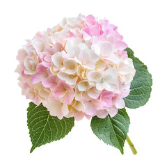 Pink and White Hydrangea Flower Isolated on White
