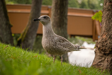 Young seagull standing on grass near trees with blurred wooden bridge in background, close up wildlife bird scene in natural outdoor environment