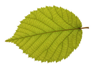 Close-up of a vibrant green leaf showcasing intricate vein patterns, isolated on white background