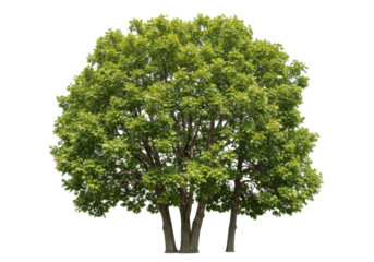 Lush green trees thriving in a serene park setting with sunlight filtering through leaves, isolated on white background