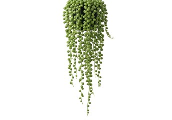 Graceful Cascading String of Pearls Succulent