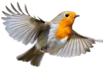 Obraz premium European robin in flight with spread wings isolated on a transparent background bird