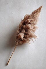 Soft Brown Pampas Grass Stem on Neutral Background