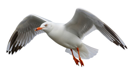 Isolated Seagull Flying