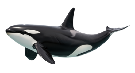 Isolated Orca Whale