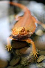 Bearded dragon lizard on Natural Habitat ,Close up image of Inland Bearded Dragon (Pogona vitticeps), Australian Bearded Dragon 