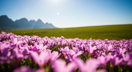 Fototapeta premium Purple Flower Field with Mountain Background.