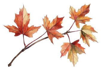 Fototapeta premium Watercolor autumn maple branch with colorful leaves isolated on transparent background