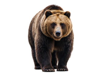 Isolated brown bear standing and looking forward on seamless surface animal mammal wildlife