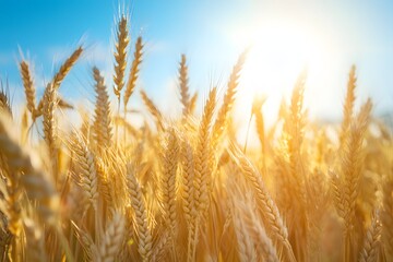Fototapeta premium Wheat Field with Sun Flare