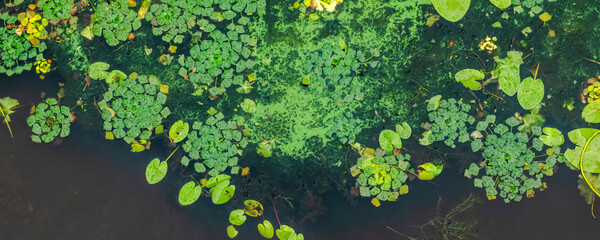 Overhead view capturing verdant swamp surface, dense green aquatic vegetation forming textured...