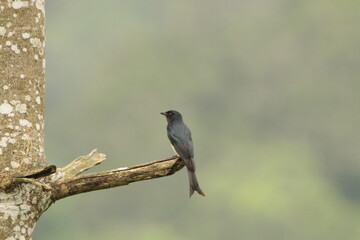 White Bellied Drongo, Sri Lanka 