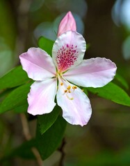 Obraz premium Pink Flower Close-up, Garden Bloom