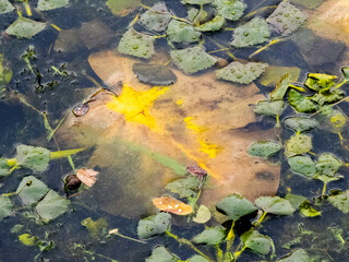 Yellow leaf drifting across tranquil pond surface, nestled among water caltrops, embodying serene aquatic landscape's delicate composition