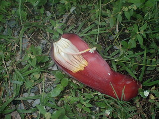 バナナの花（蕾）