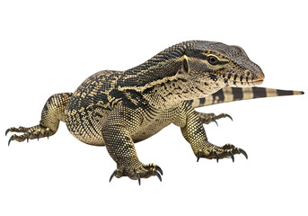 Naklejka premium Close-up of a monitor lizard, exhibiting intricate patterns and sharp claws, against a pure black background.