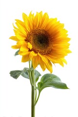 Obraz premium Single sunflower with vibrant yellow petals and green leaves, isolated on white
