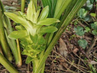 Obraz premium Turmeric flower (Curcuma longa) in outdoor garden, Organic farm plant 