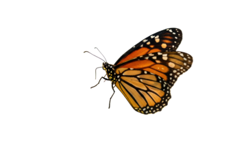 Isolated Monarch butterfly close-up with its elegant wings pattern, in graceful flight pose