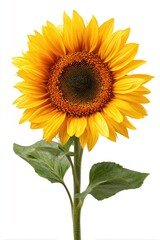 Obraz premium Close-up of a vibrant sunflower against a white background