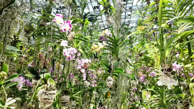 Orchid Flower Floating Garden exhibit teamLab Planets TOKYO Japan greenhouse