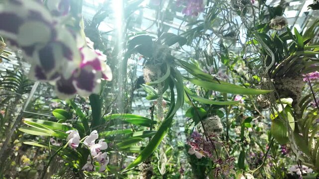 Floating Orchid Flower Garden exhibit teamLab Planets TOKYO Japan greenhouse